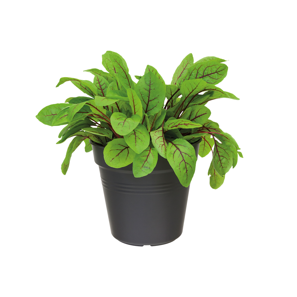 Green Basics Growpot 19