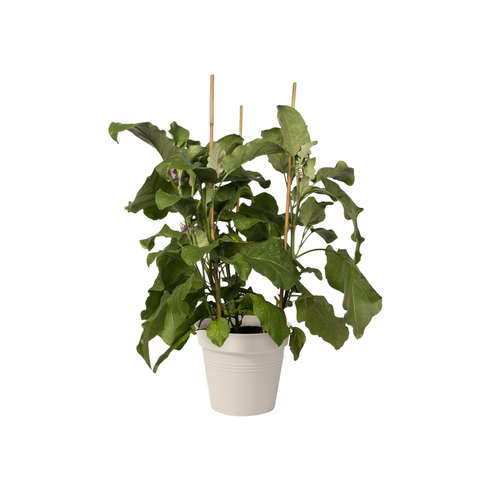 Green Basics Growpot 19