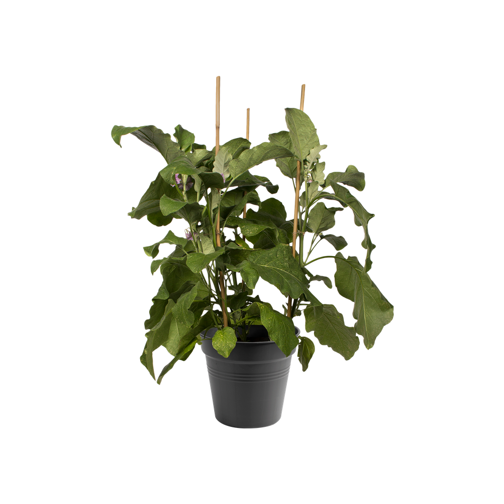 Green Basics Growpot 21