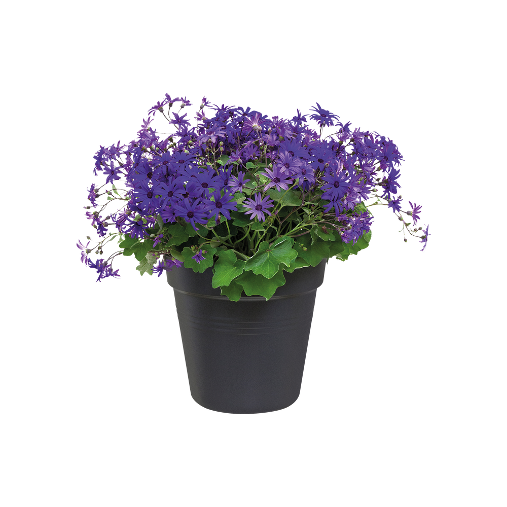 Green Basics Growpot 27