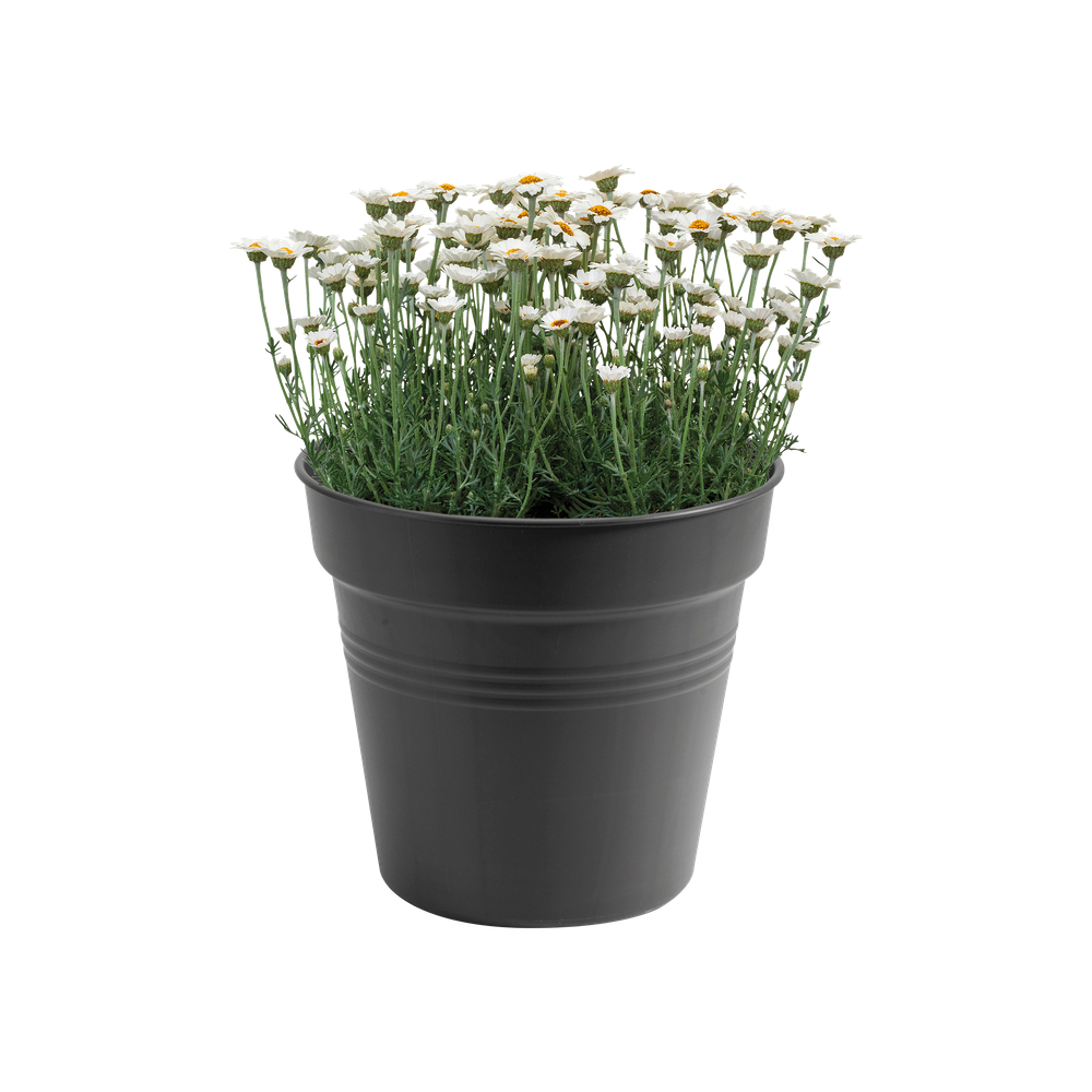 Green Basics Growpot 30