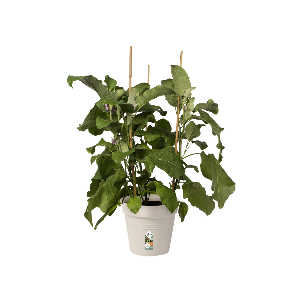 Green Basics Growpot 21