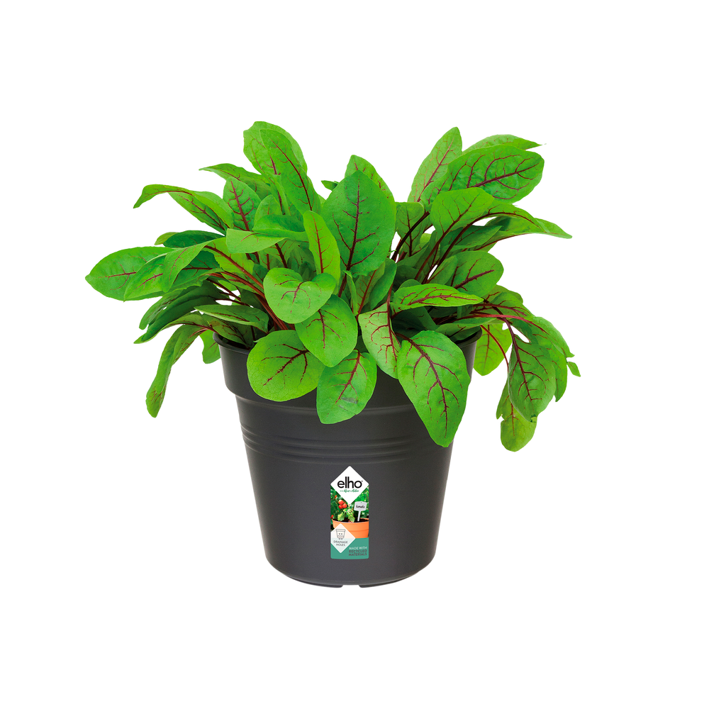 Green Basics Growpot 19