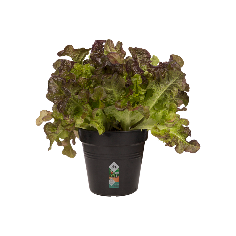 Green Basics Growpot 11