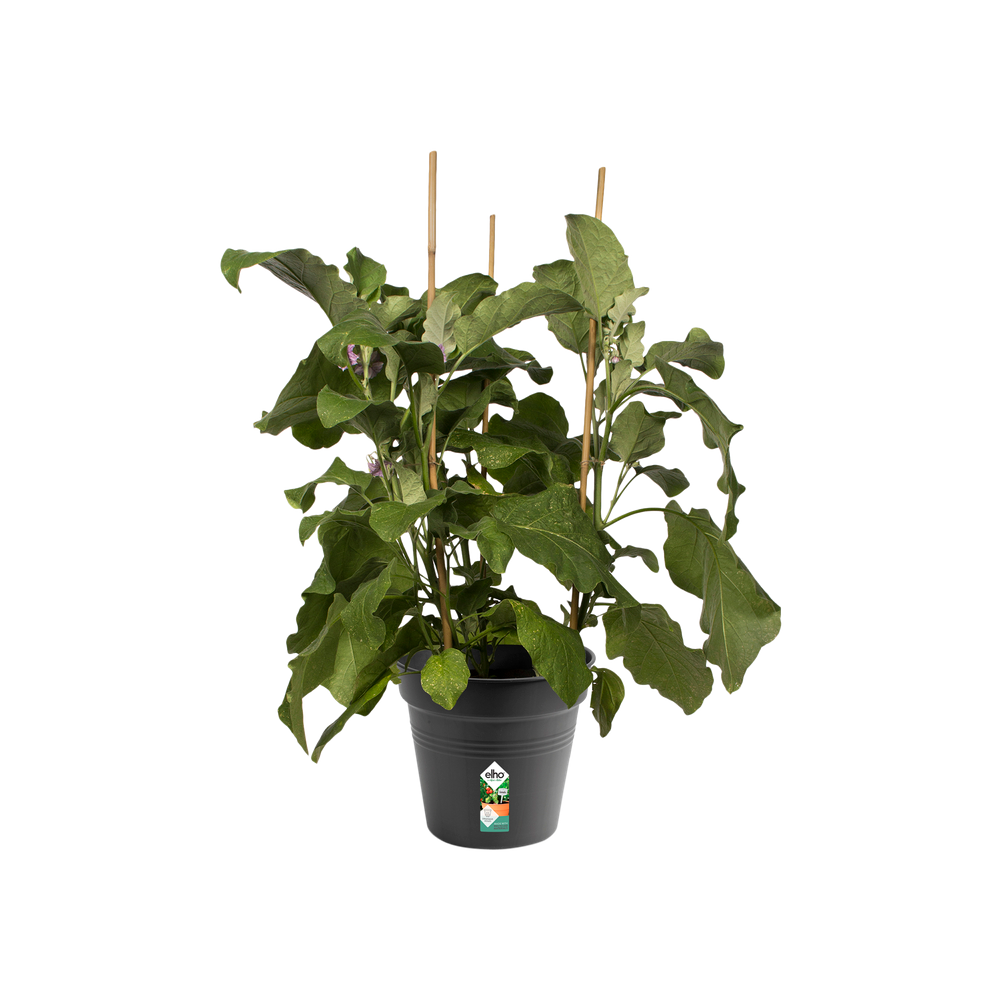 Green Basics Growpot 21