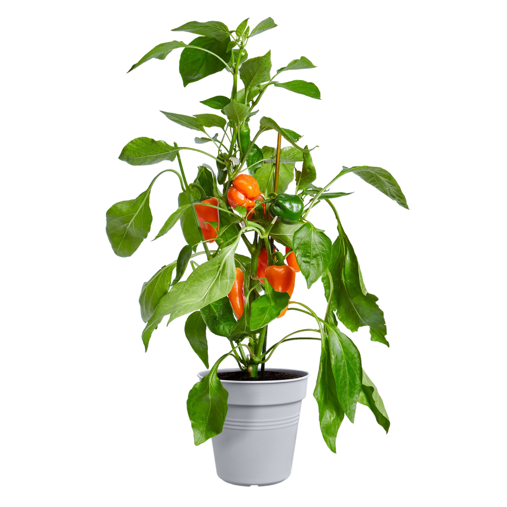 Green Basics Growpot 24
