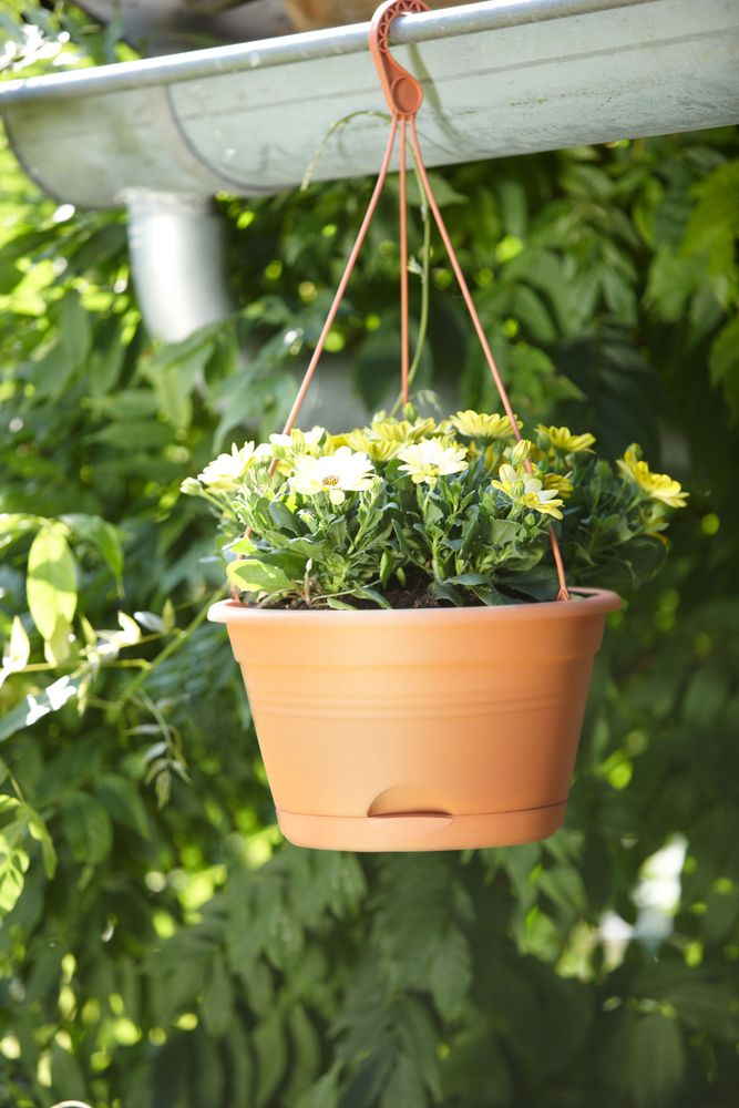 Green Basics Hanging Basket 28