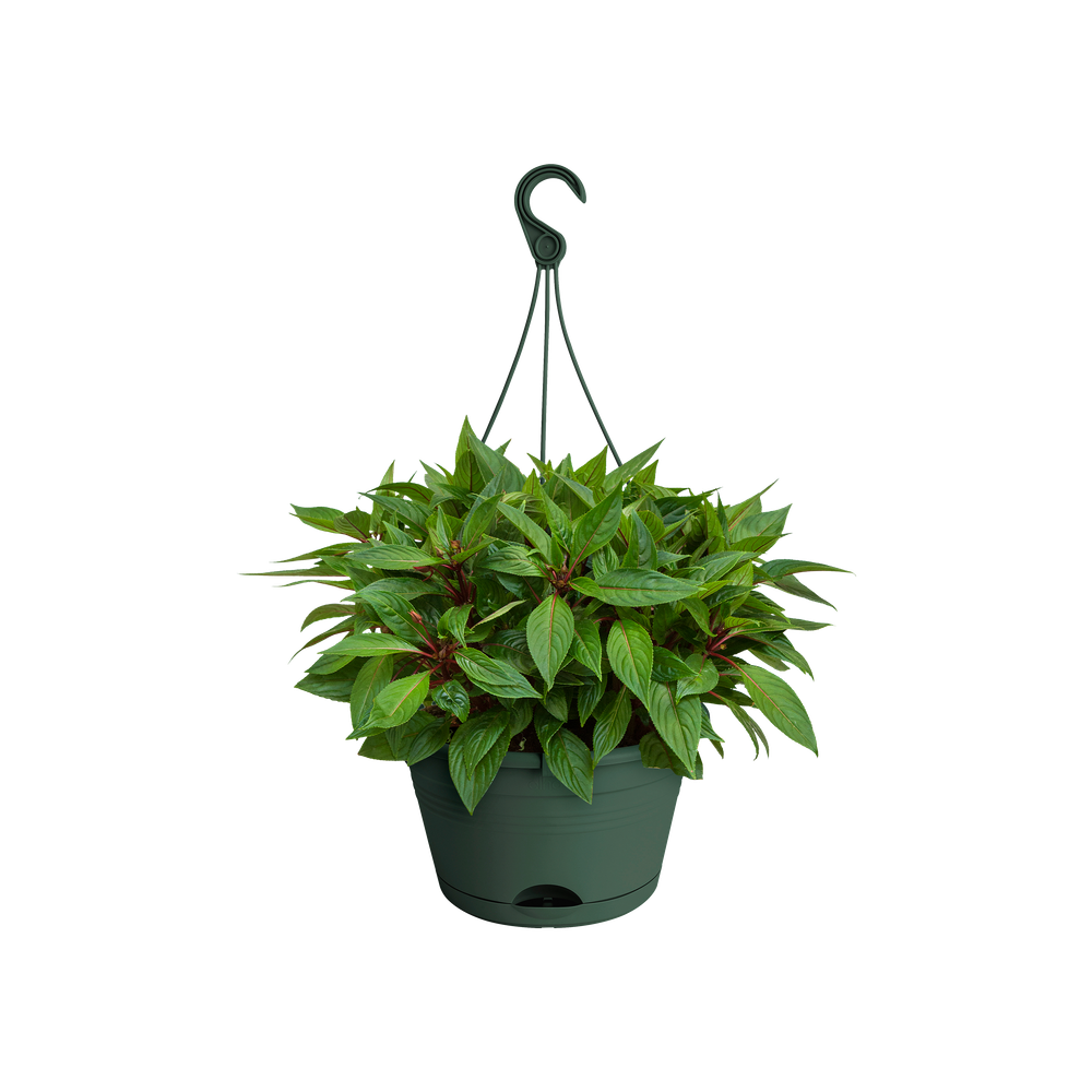 Green Basics Hanging Basket 28