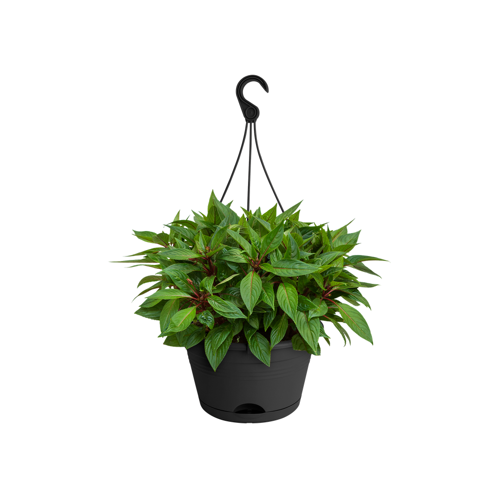 Green Basics Hanging Basket 28