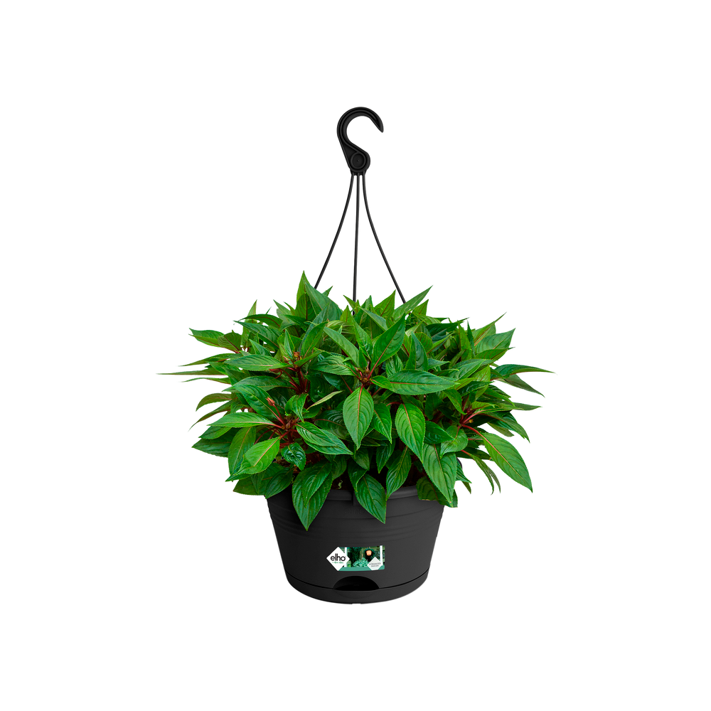 Green Basics Hanging Basket 28