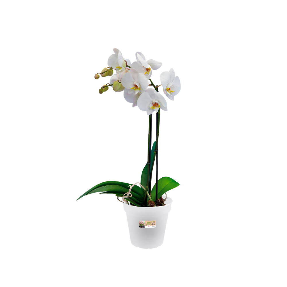 Green Basics Orchid 15