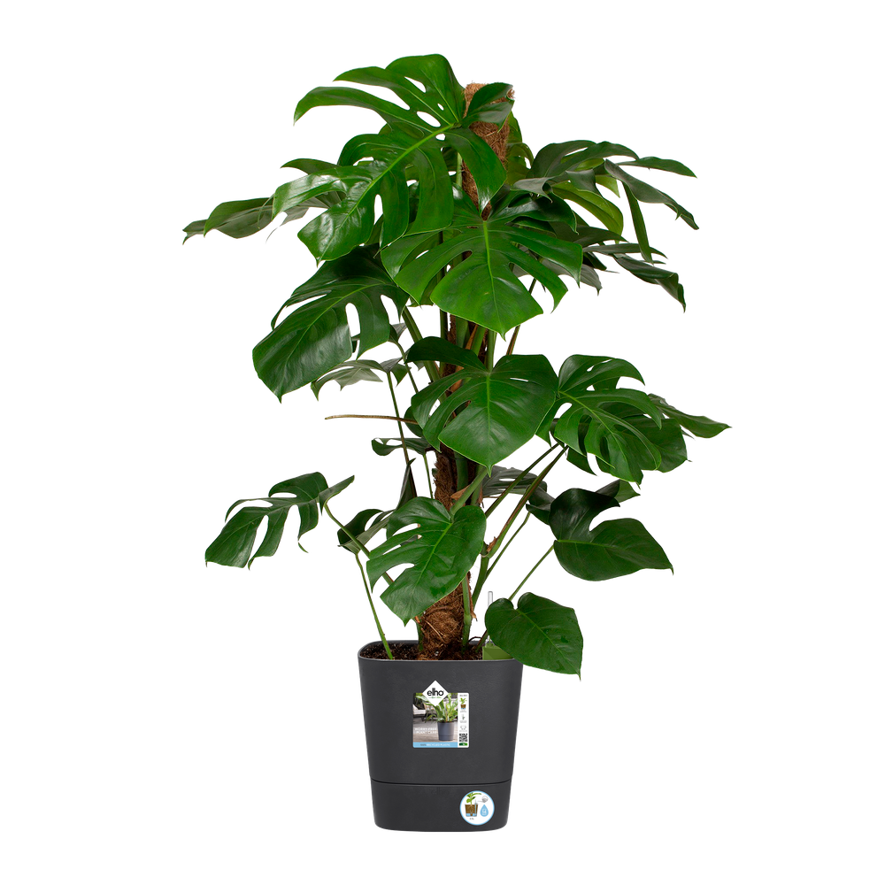 Greensense Aqua Care Square 30