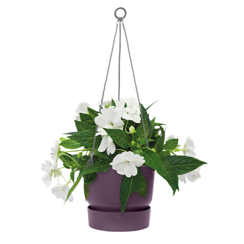 Greenville Hanging Basket 24