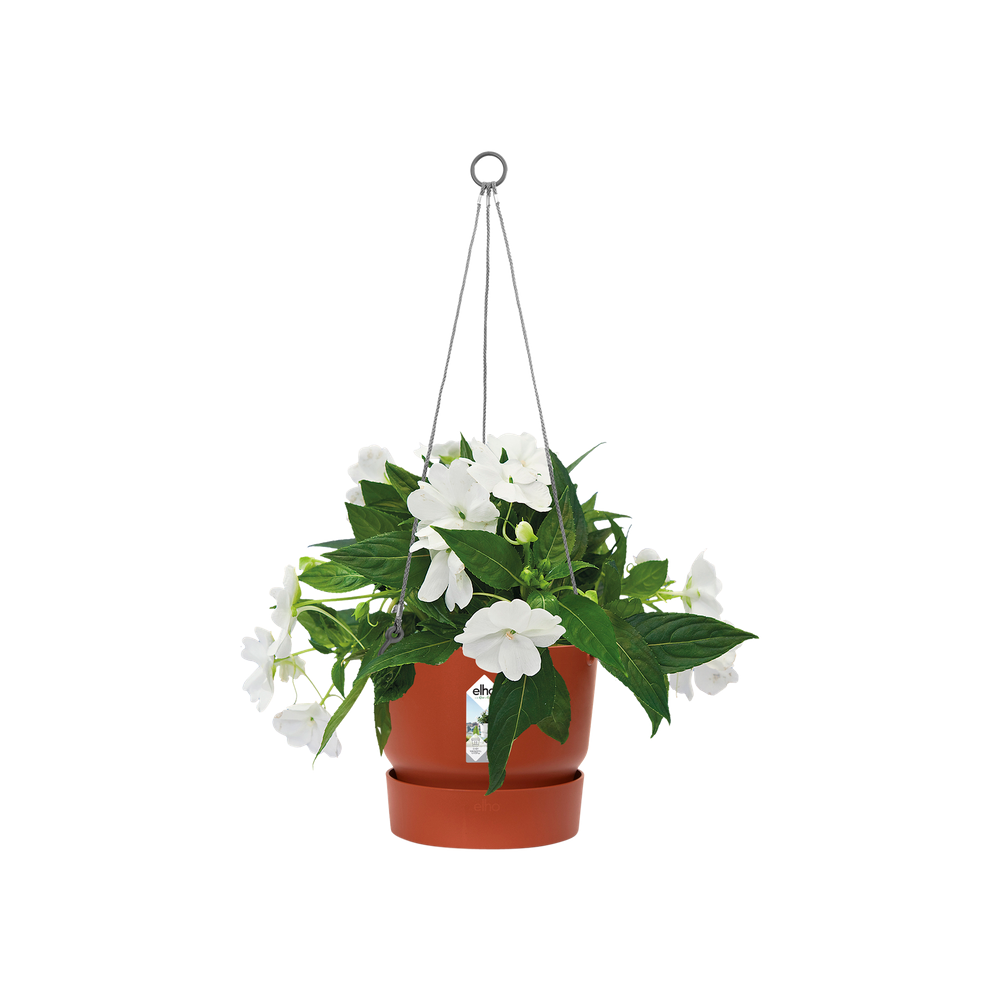 Greenville Hanging Basket 24