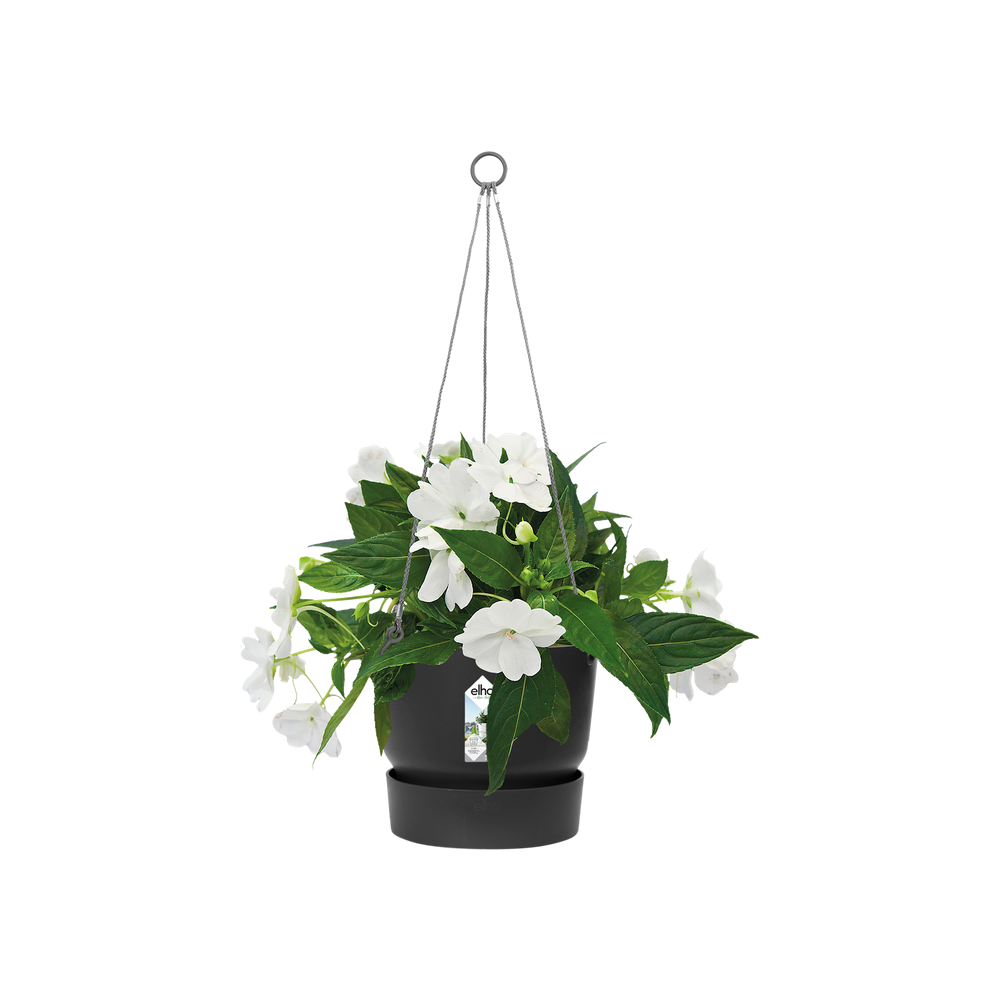 Greenville Hanging Basket 24