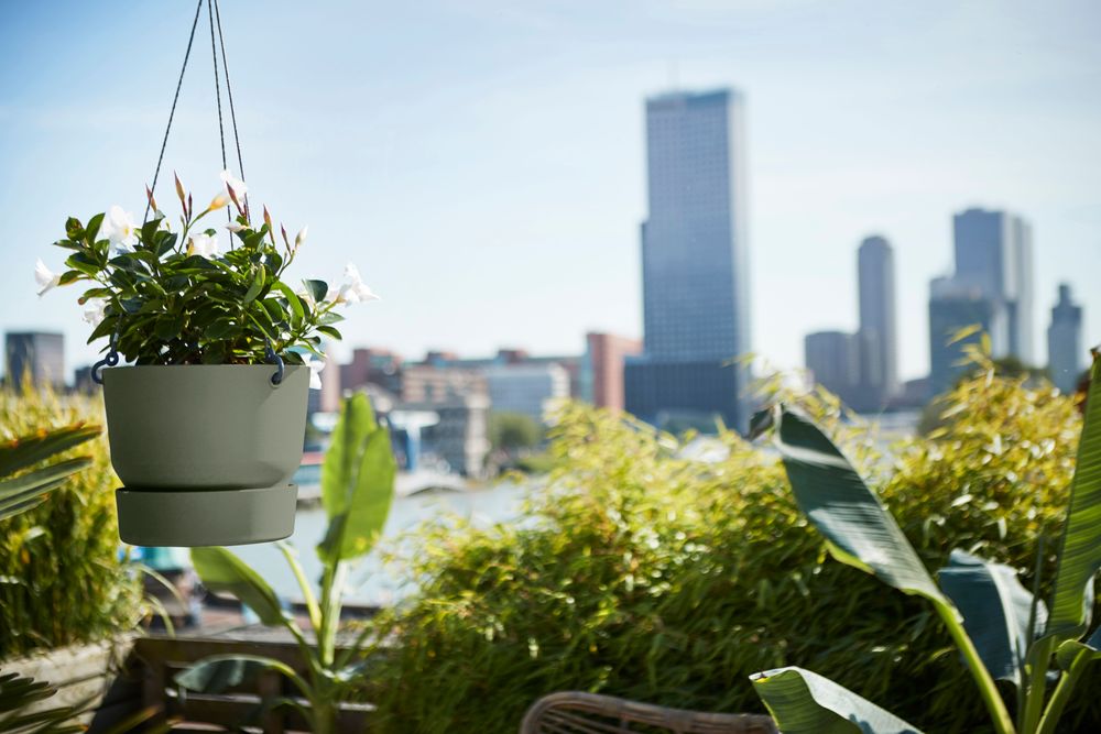 Greenville Hanging Basket 24