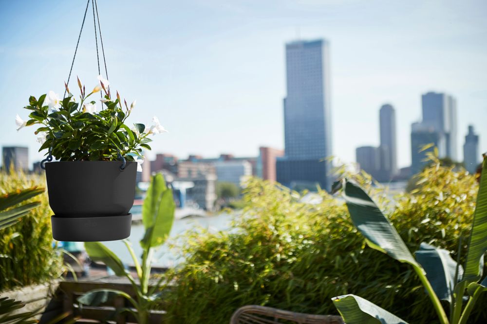 Greenville Hanging Basket 24