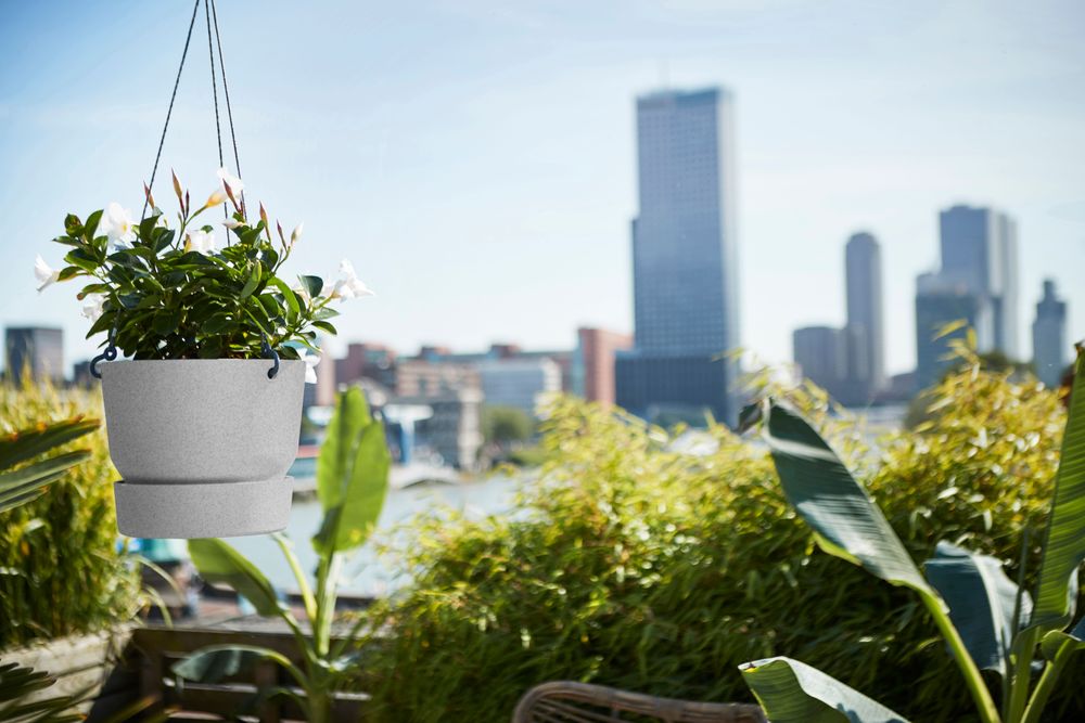 Greenville Hanging Basket 24