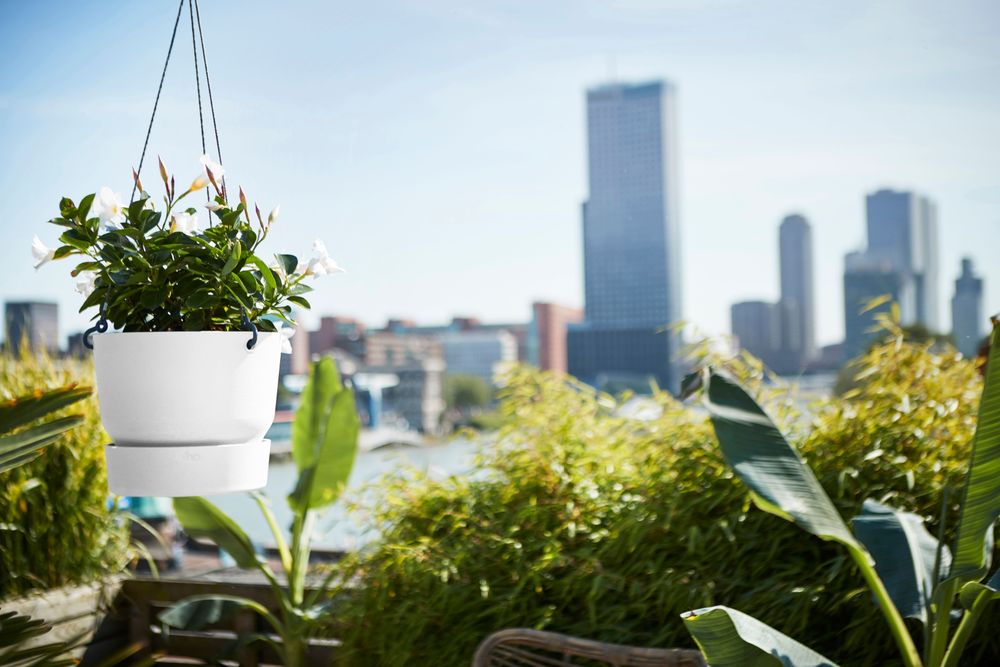 Greenville Hanging Basket 24