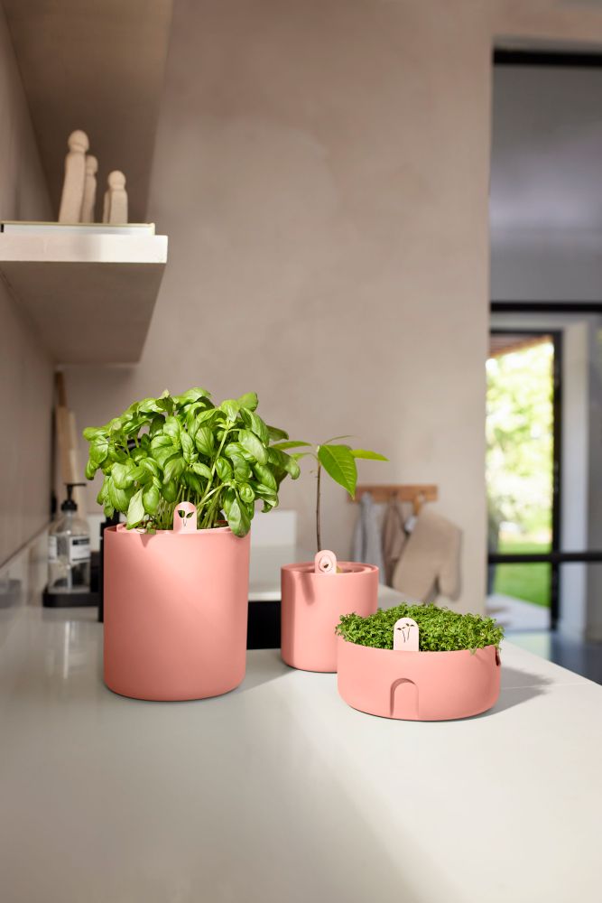 Amazing Avocado Pot