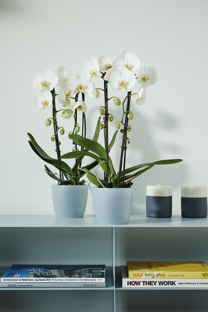 Brussels Orchid 16