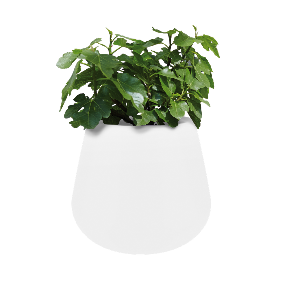 Pure Cone 55