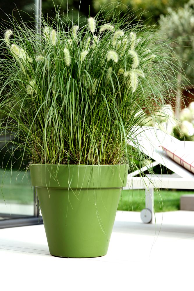 Pure Round Grass 50
