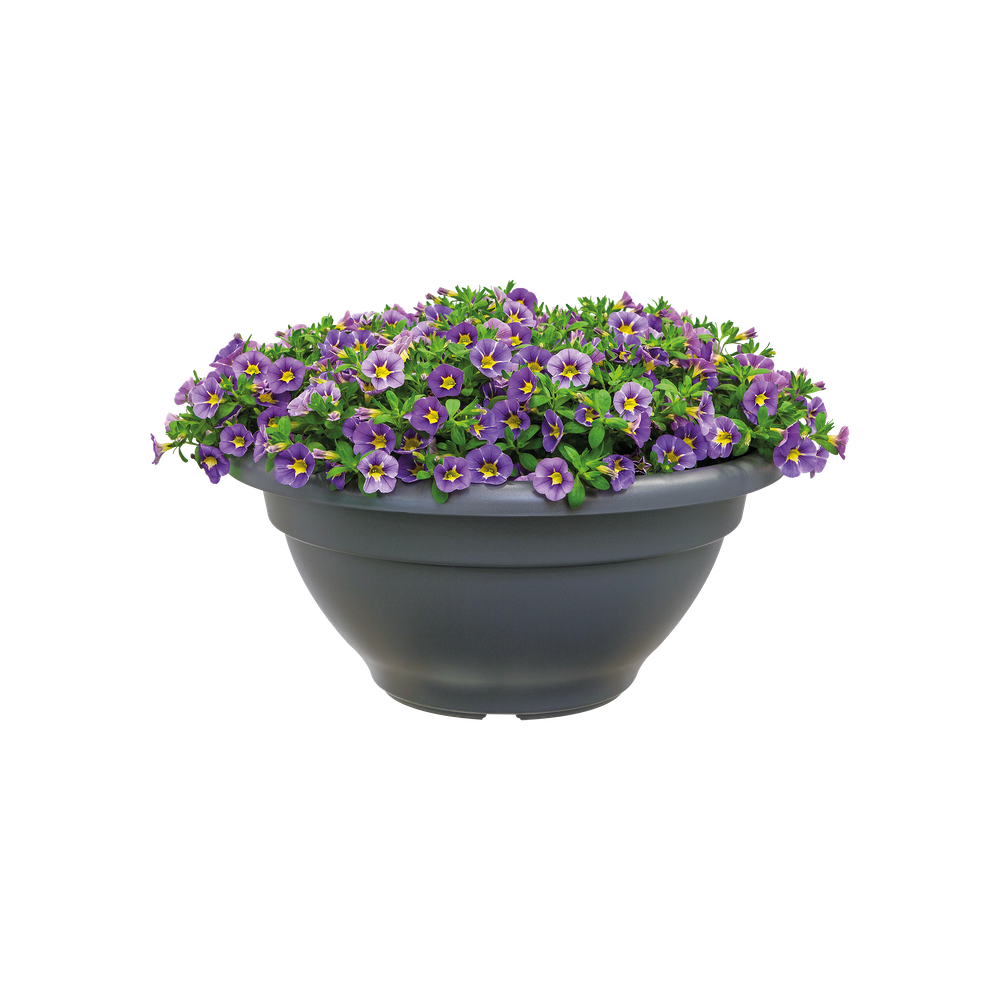 Torino Bowl 40