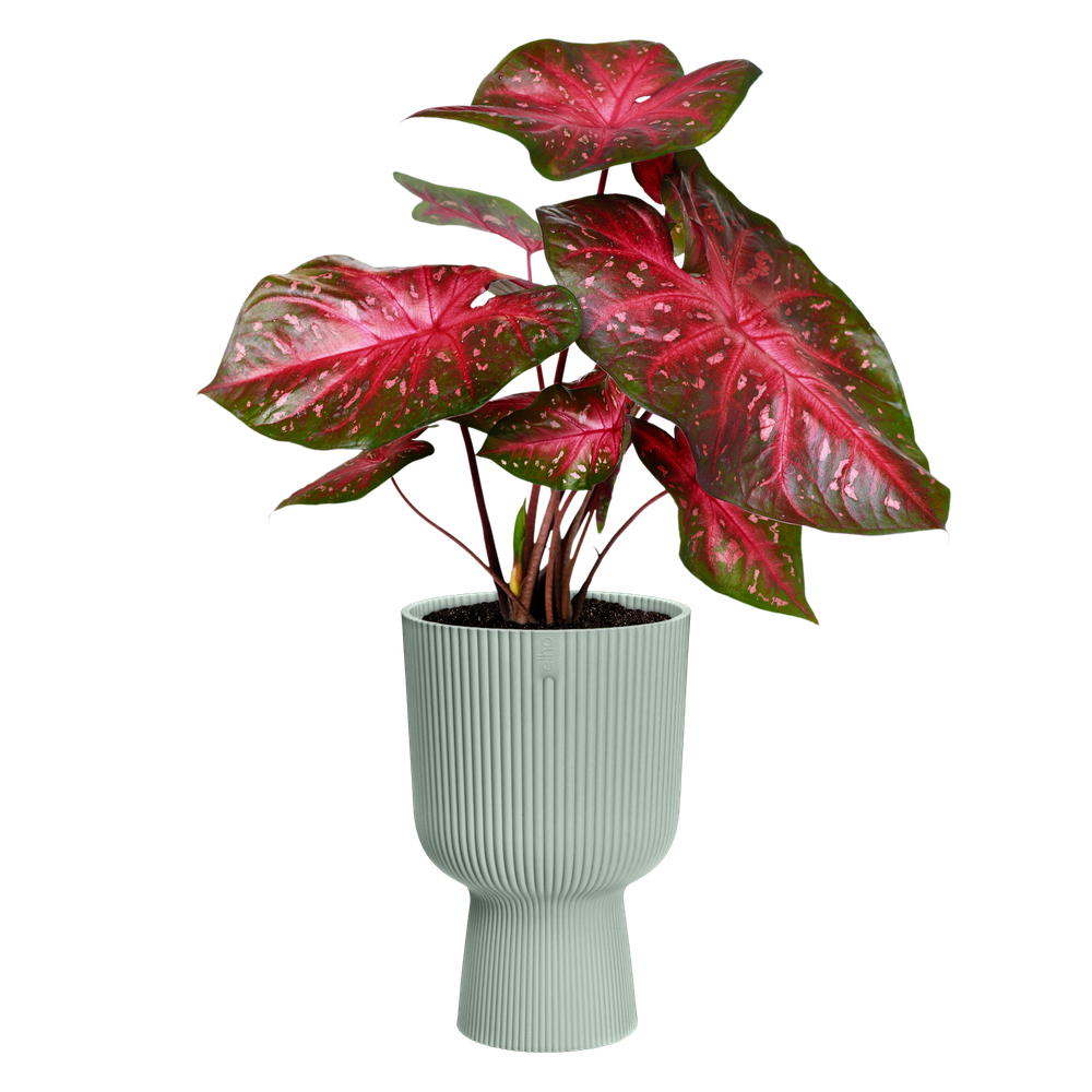 Vibes Fold Coupe 30