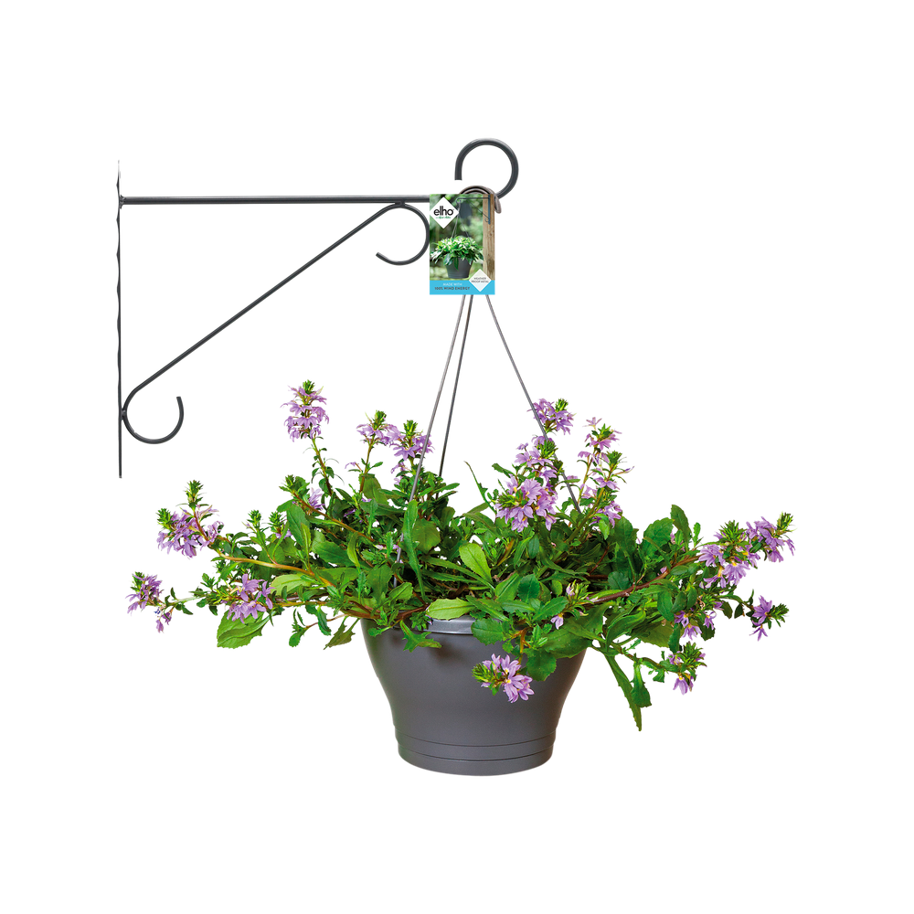 Wall Hook Elegance 30