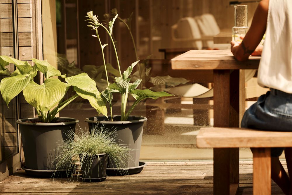 Niva Saucer Round 22