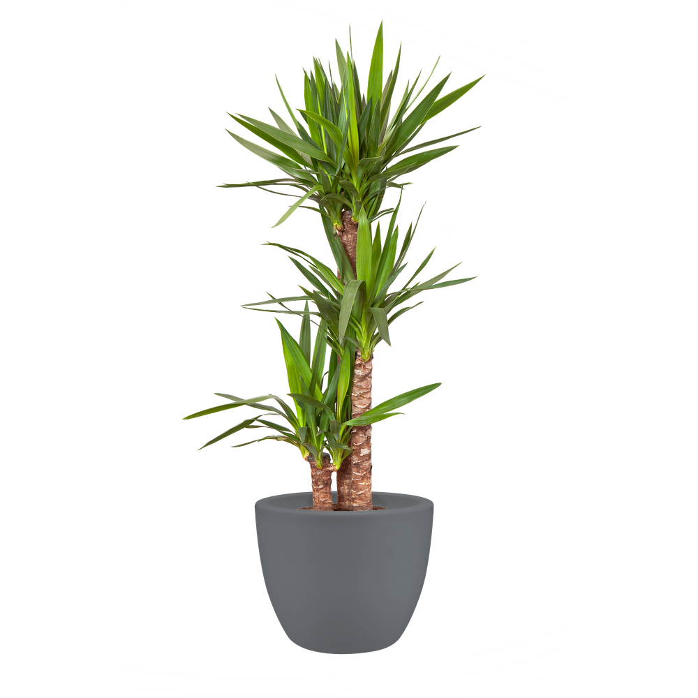 Pure Soft Round Wheels 40