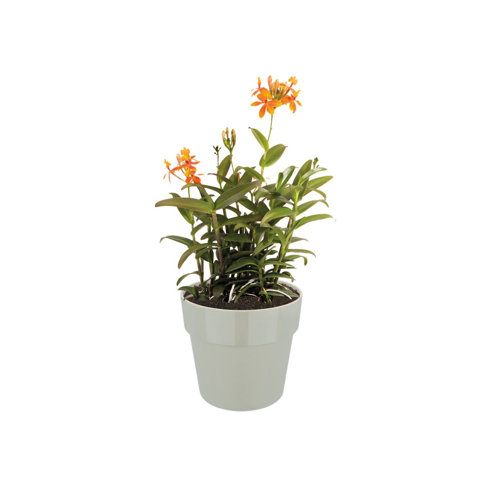 B.for Original Round Mini 11