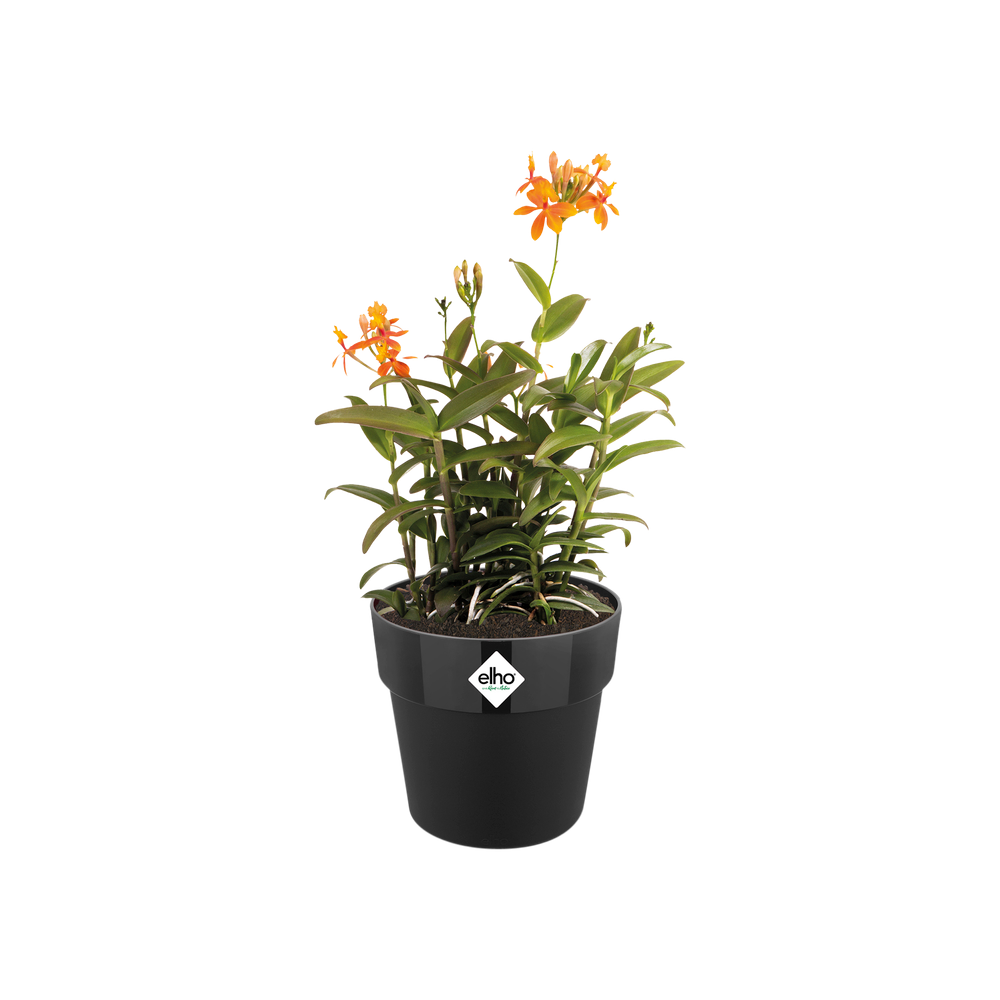 B.for Original Round 16