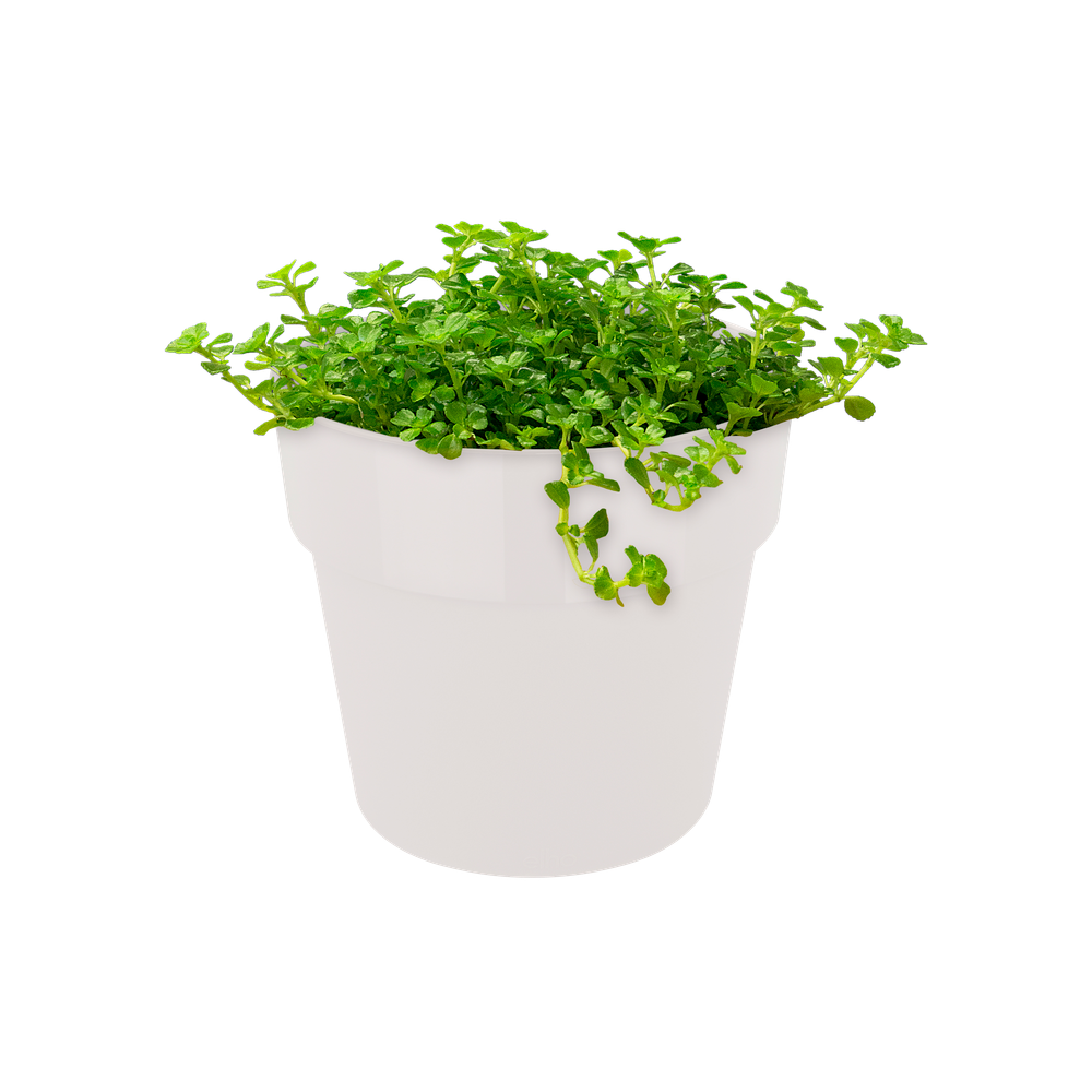 B.for Original Round Mini 11