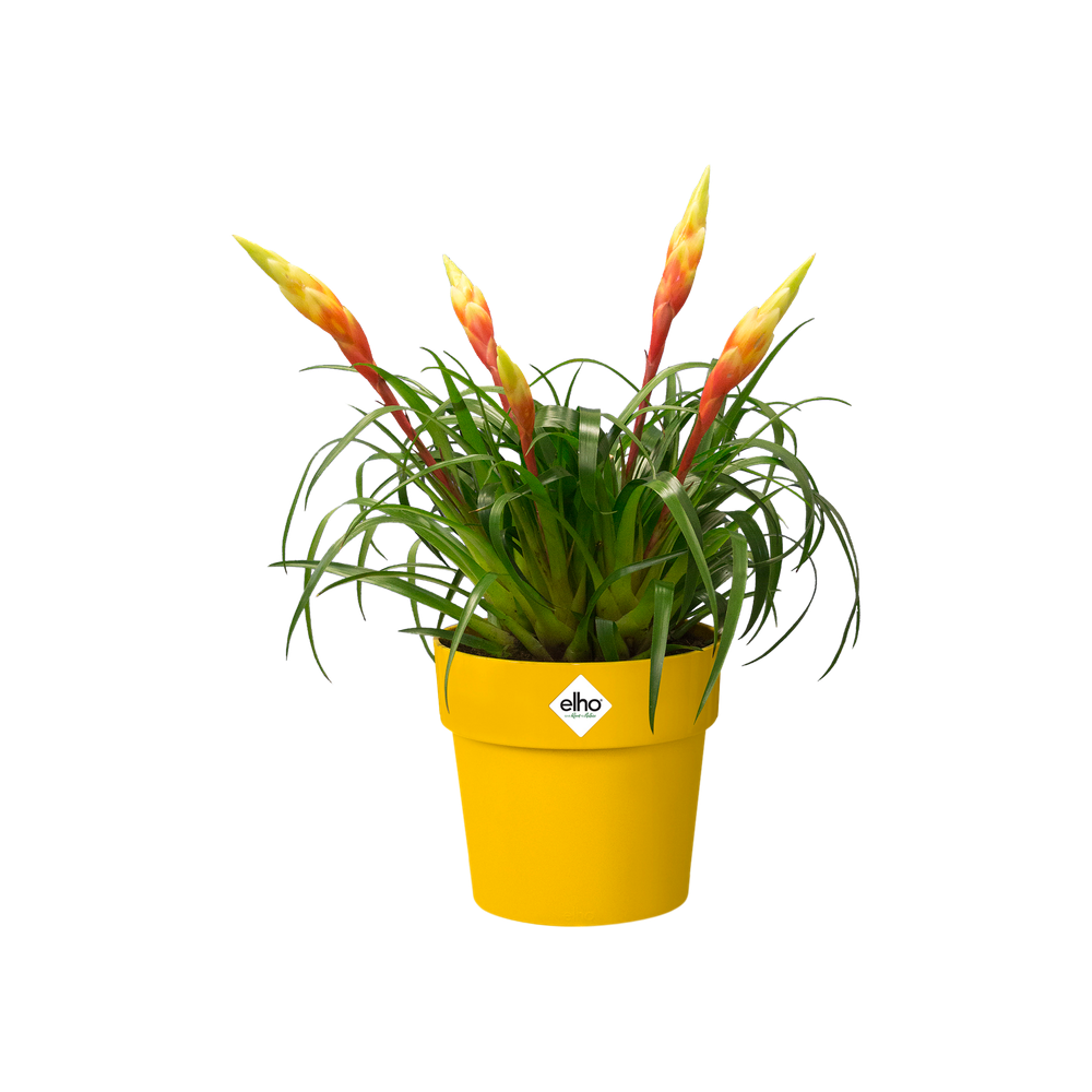 B.for Original Round Mini 11