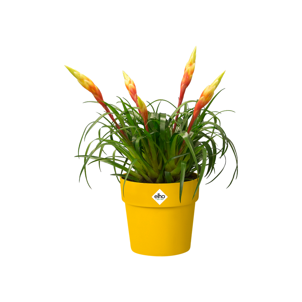 B.for Original Round Mini 11