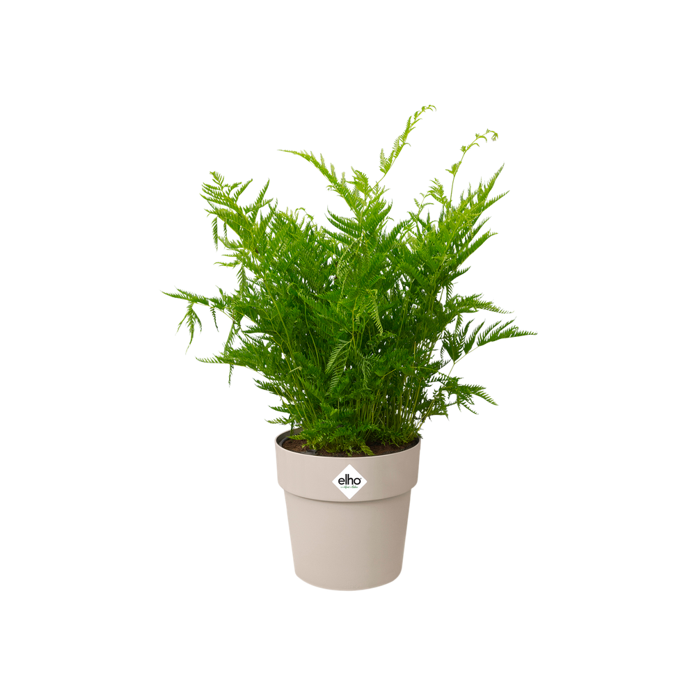 B.for Original Round Mini 11