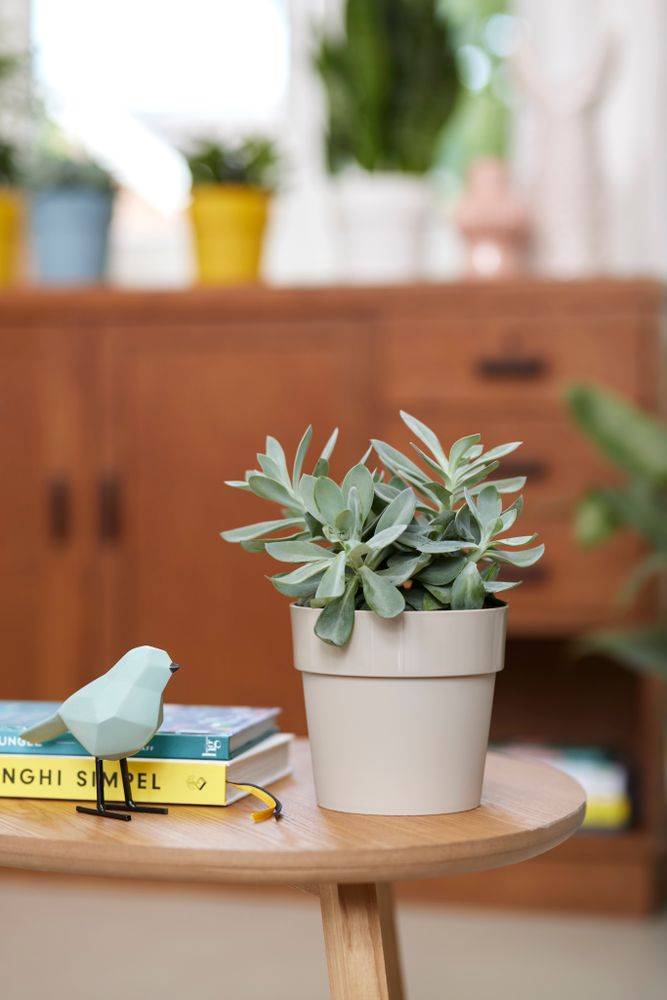 B.for Original Round 16