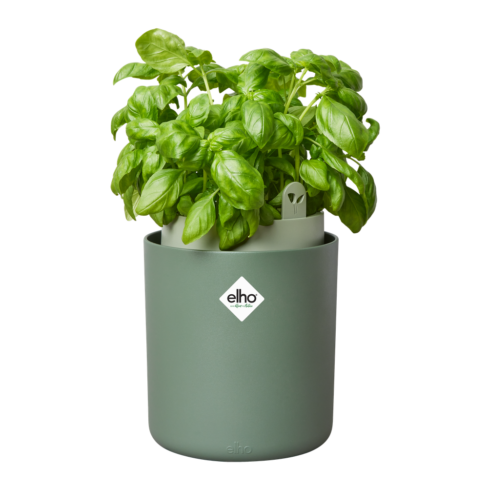 Bouncy Basil