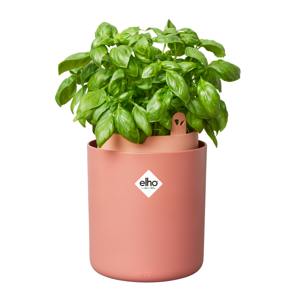 Bouncy Basil