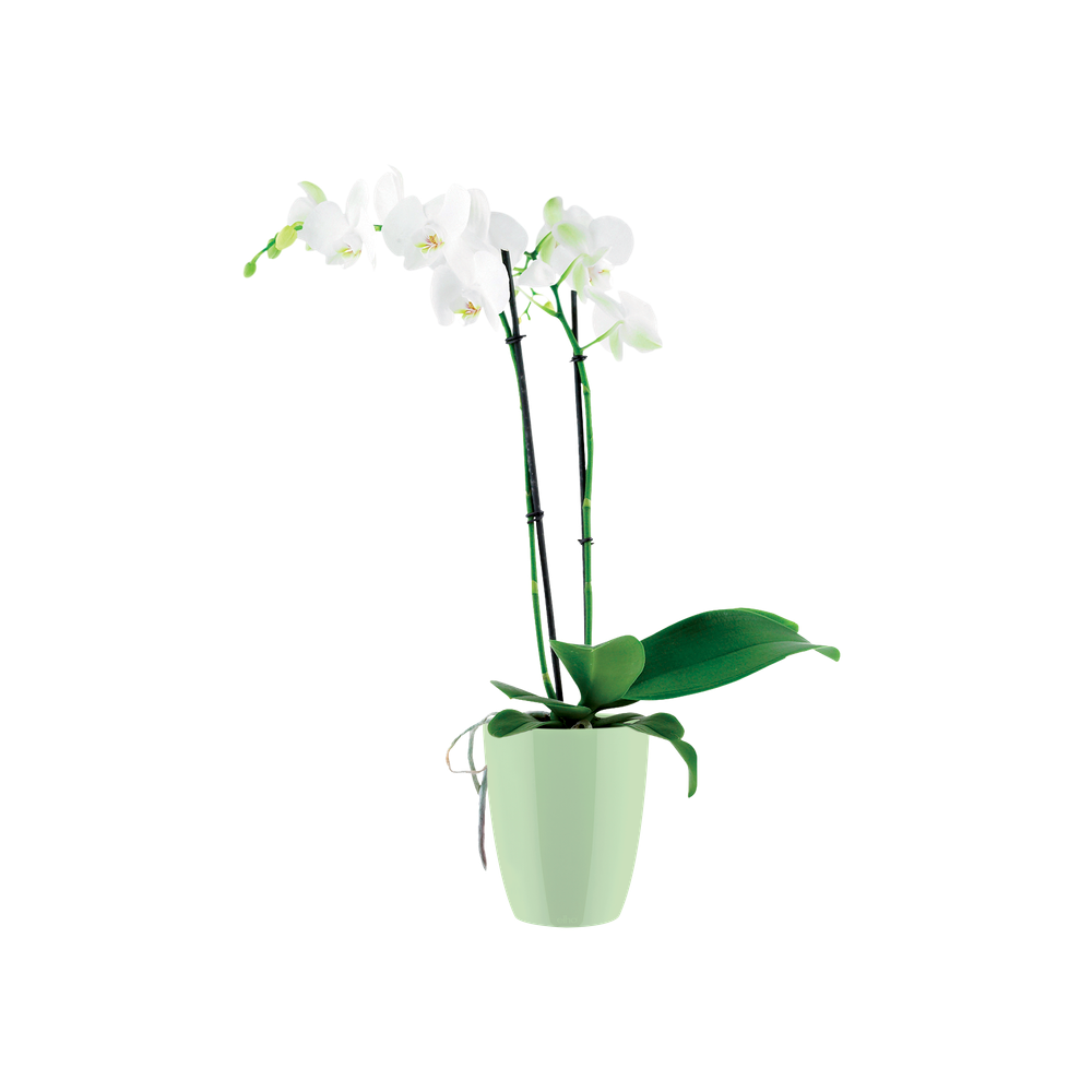 Brussels Diamond Orchid High 10,5