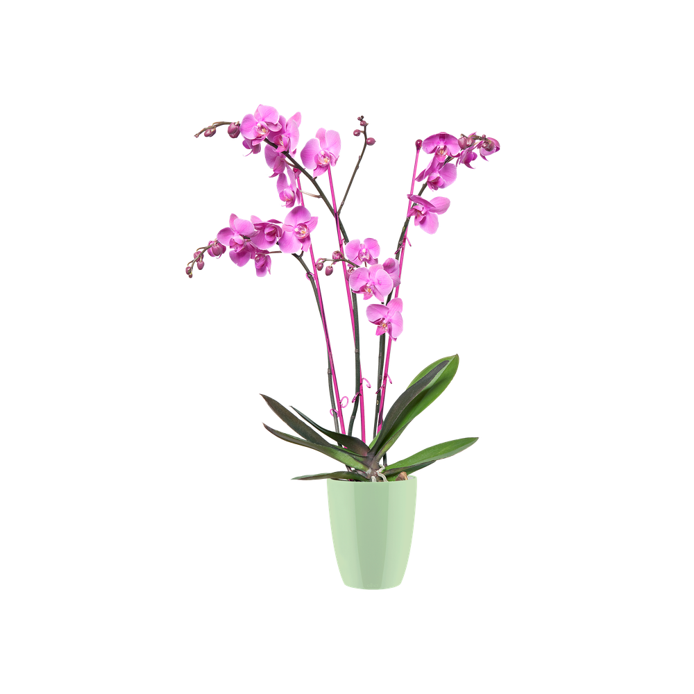Brussels Diamond Orchid High 15