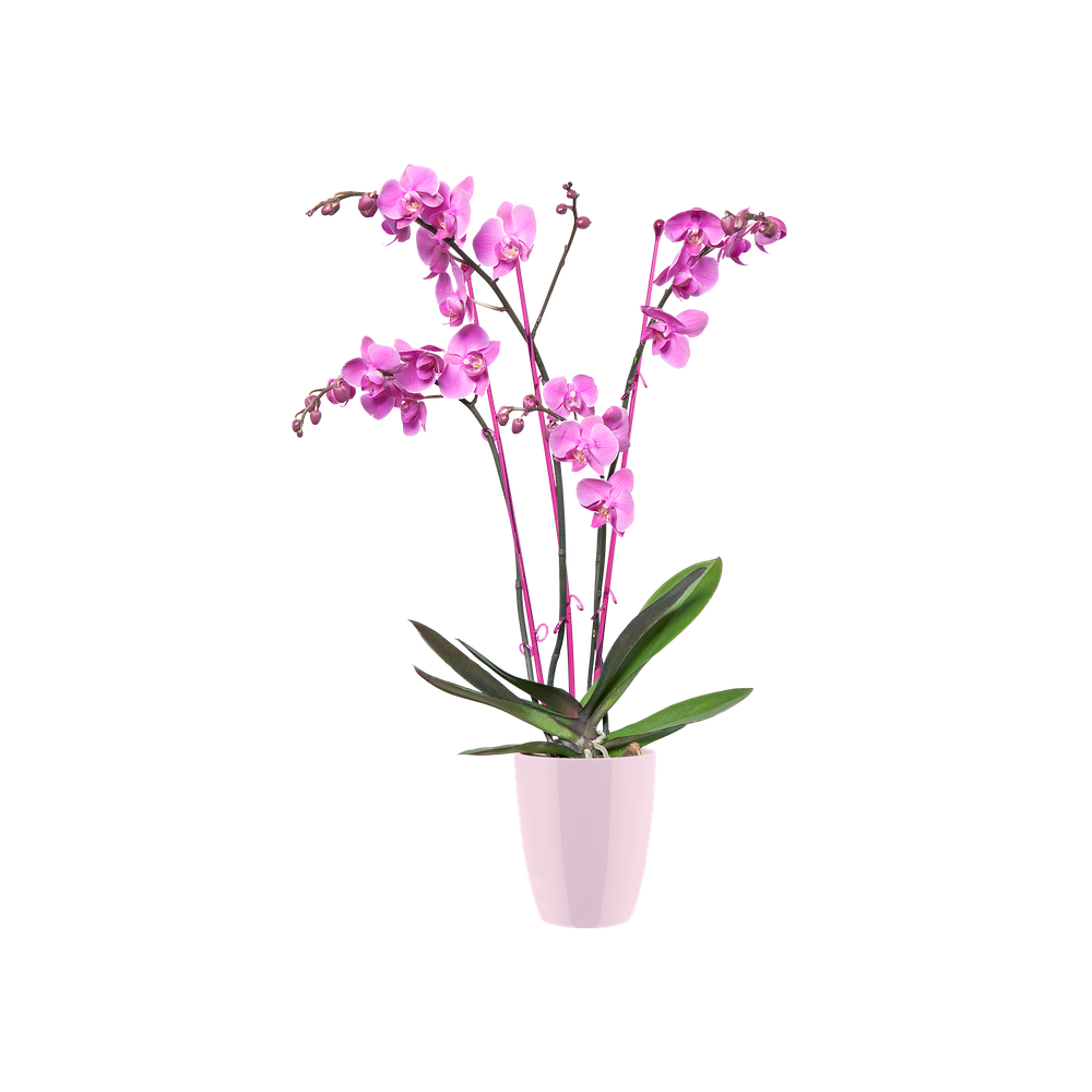 Brussels Diamond Orchid High 15