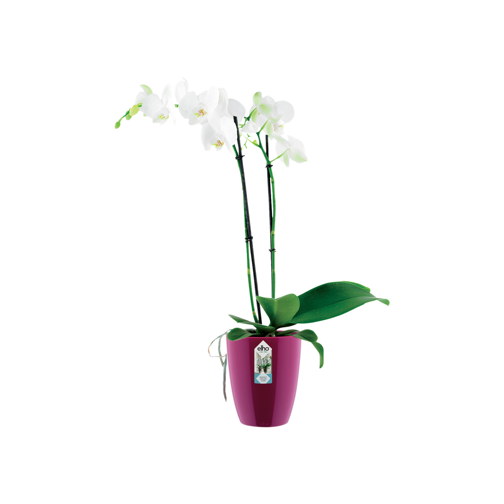 Brussels Diamond Orchid High 10,5