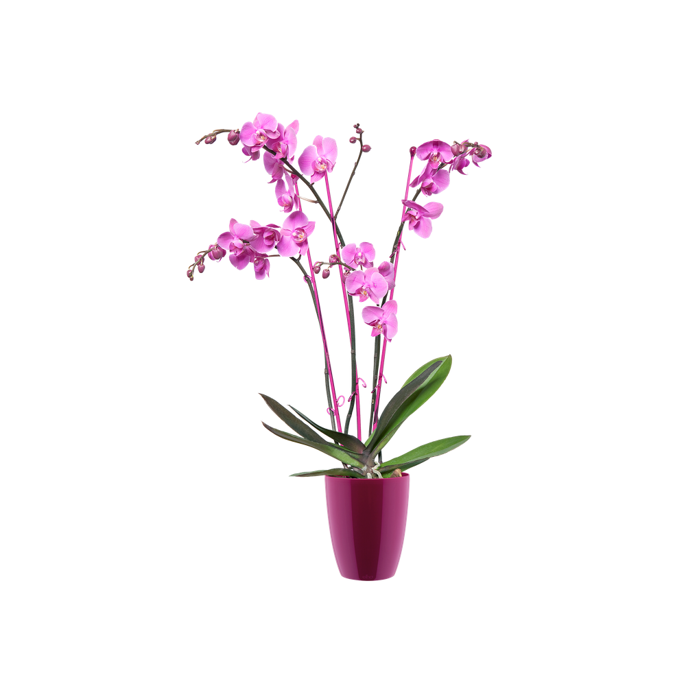 Brussels Diamond Orchid High 15