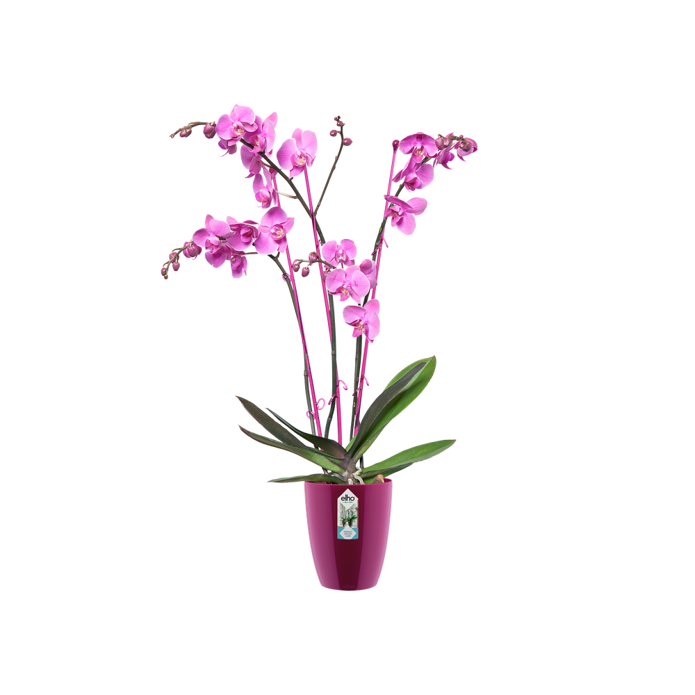 Brussels Diamond Orchid High 10,5