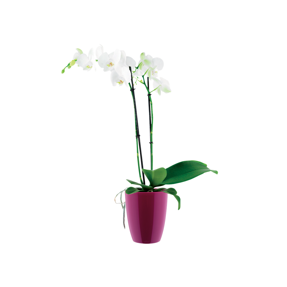 Brussels Diamond Orchid High 15