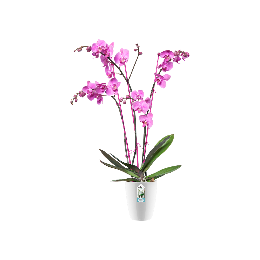 Brussels Diamond Orchid High 15