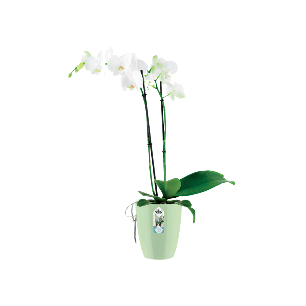 Brussels Diamond Orchid High 10,5